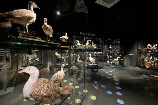 thumbs/ptaci_Ornis-600x400.jpg Muzeum Komenského Přerov
